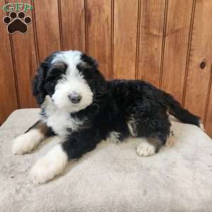 Millo, Bernedoodle Puppy